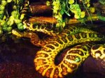 piękny wąż w terrarium